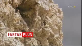 اولین فیلم از روش خاص مار تازه کشف شده در طبیعت ایران برای شکار