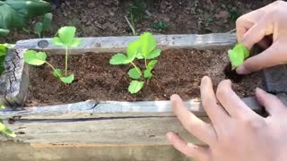 به این راحتی در منزل توت فرنگی پرورش دهید