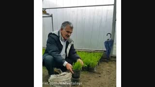 نهال سرو طلایی - روش تکثیر و نگهداری