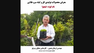 نهال فیجوا - روش تکثیر و نگهداری