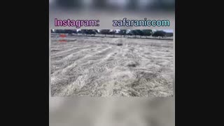 جمع آوری علف های زعفران -خرید زعفران زعفرانیک
