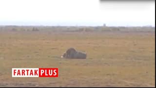 جنگ خونین ۲ شیر نر خشمگین با یکدیگر