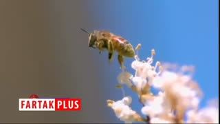 فیلمی صحنه آهسته از حرکت شگفت انگیز حیوانات