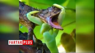 حشره سبز رنگی که بعد از شکار، رنگ خون طعمه‌اش را به خود مى‌گیرد!