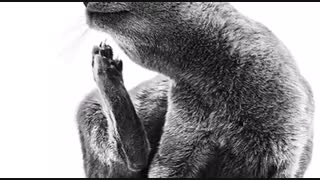 پت شاپ نیاوران