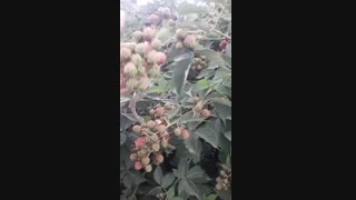 نهال تمشک بی تیغ خوشه ای فرانسوی در نهالستان و گلخانه فروزانی