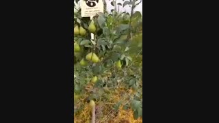 باردهی گلابی بیروتی با پایه OHF - نهالستان ارغوان نهال