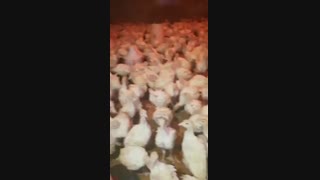 بوقلمون بیوتی