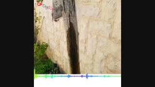 بیماری آب سیاه