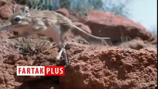 تعقیب و گریز حیوانات، به سبک مسابقات اتومبیلرانی!