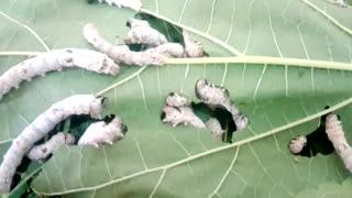 تغذیه لاروها