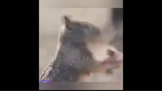 راز بقا - طنز - صداگذاری