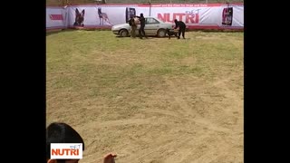 همایش مربیان و پرورشدهندگان