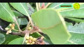 عسل کنار عسل طبیعی