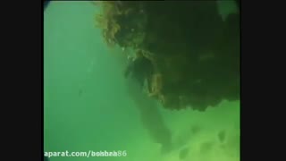 پری دریایی واقعی