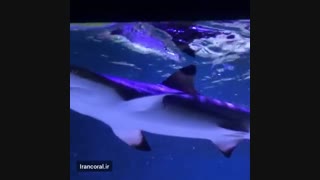 آکواریوم های دریایی کوسه: