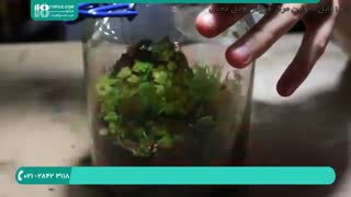 پرورش و به روز رسانی تراریوم گرمسیری بسته پس از 1 سال