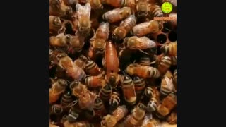 مرگ زنبور نر بعد از جفت گیری (طنز آموزشی)