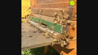 گرده گل چیست (طنز آموزشی)