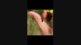 جفت گیری و تخم ریزی زنبور ملکه