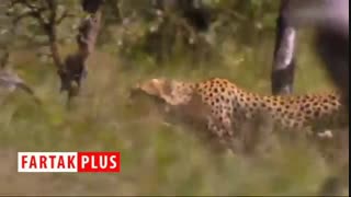 شکار دیدنی یک گوزن یالدار توسط چند یوزپلنگ گرسنه