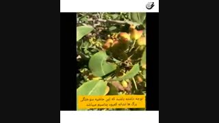 علائم کمبود پتاسیم در درختان پسته