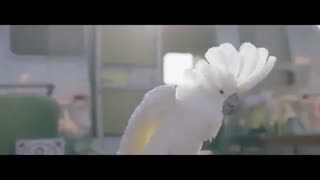 دومین تیزر منتشرشده DUMDI DUMDI جی آیدل