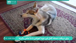 آموزش بر طرف کردن عادت های بد سگ های هاسکی