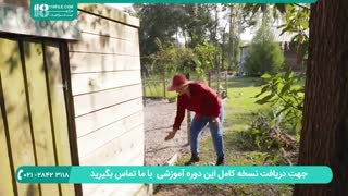 نگهداری و پرورش مرغ و خروس بومی