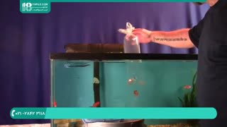 روش سازگار کردن  ماهی زینتی با آکواریوم