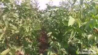 مشاوره احداث باغ با مهندس رسول بابایی