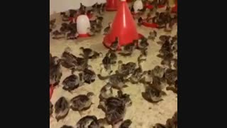 فروش ویژه و عمده جوجه بوقلمون برنز انگلیسی یک روزه