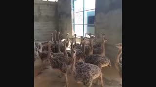 فروش عمده و ویژه شتر مرغ گردن آبی کانادایی