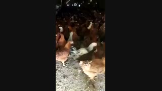 فروش ویژه و عمده مرغ سه ماه و بیست روز