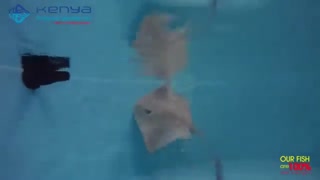 پوماهی دُمپَری (Cowtail Stingray)