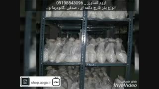 فروش بذر انواع قارچ