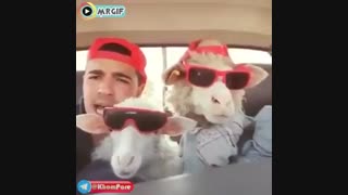 گوسفندی که سوار ماشین شده و خیلی خوشحاله