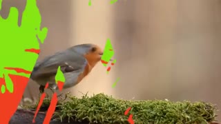 مجموعه ترنزیشن قلم مو برای پریمیر Brush transitions