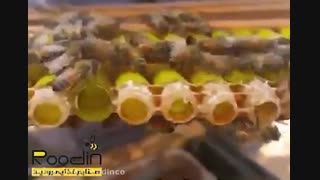 ویدئویی زیبا از مراحل تولید ژل رویال زنبورعسل
