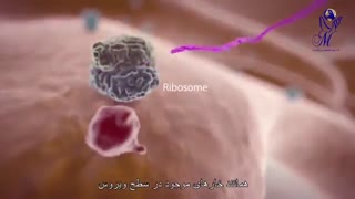 اگر کرونا بگیریم دقیقا چه اتفاقی در بدن می افتد؟
