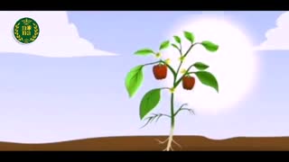 نقش عنصر پتاس در گیاهان_ ترمه سبز طبیعت