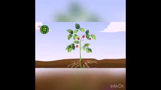 نقش فسفر در رشد و نمو گیاهان_ ترمه سبز طبیعت