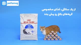 چجوری غذای گربه رو از غذای مرطوب به غذای خشک تغییر بدم؟