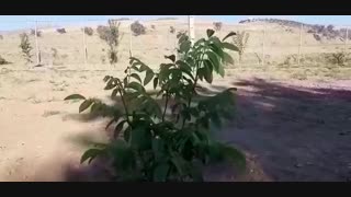 نهال گردو فرنور