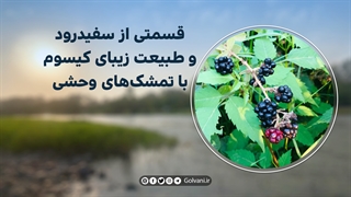 قسمتی از سفیدرود و طبیعت زیبای کیسوم با تمشک‌های وحشی