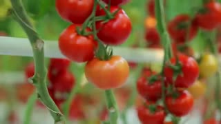 مجتمع گلخانه‌ای یکپارچه شیشه‌ای هیدروپونیک کشور-نام تجاری آتاویتا