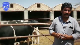 تاثیر خوراک بر سلامت دام ها