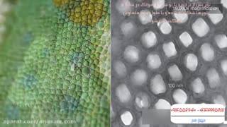 روش استتار خارق العاده مارمولک - بهترین سم کشنده مارمولک