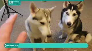 روش تربیت سگ هاسکی ( فرمان نشستن )