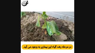 بیماری فیتوفترا در گلخانه